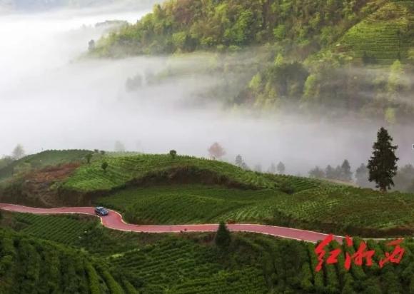 2025保靖黄金茶春茶第一采